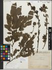 Foto von Salix myrsinifolia Salisb.